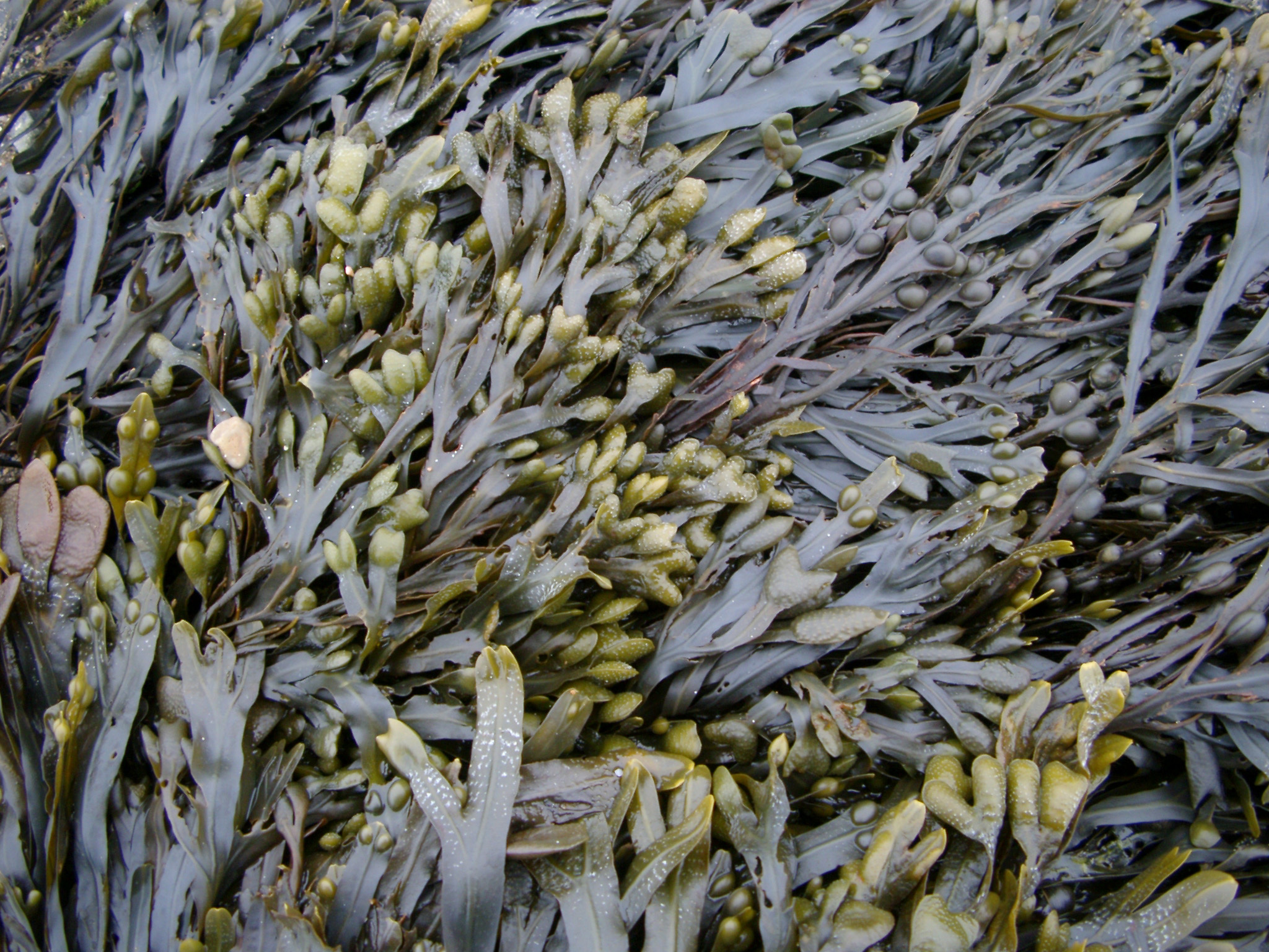 pic of seaweed