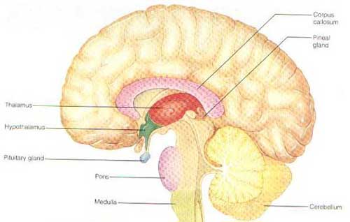 pinealgland2
