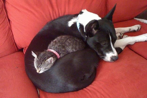 Animals Saving Animals (Videos)