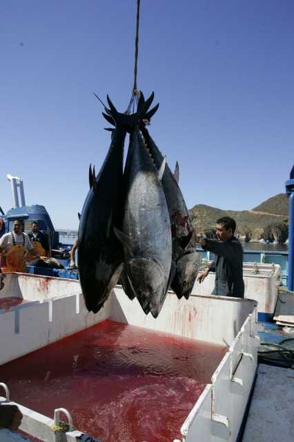 Radioactive bluefin tuna crossed the Pacific to US