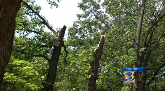 Two 60-foot-tall trees found “snapped off” after unexplained Kalamazoo house-shaking boom