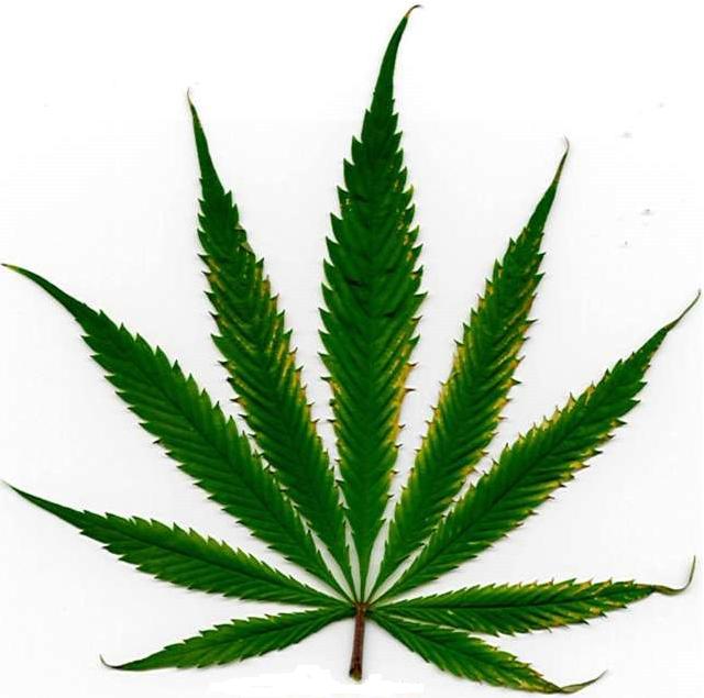 Nature’s Wonder Drug Curbed by Illuminati