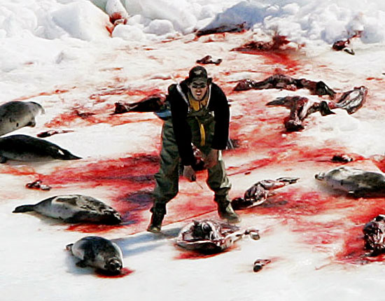 Canadians: Seal Clubbing Is Fun.. (Graphic Images)