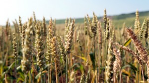 monsantos-oregon-gmo-wheat-scandal-becomes-a-mystery.si