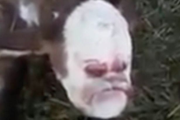 Mutant calf born with ‘human face’ in bizarre video