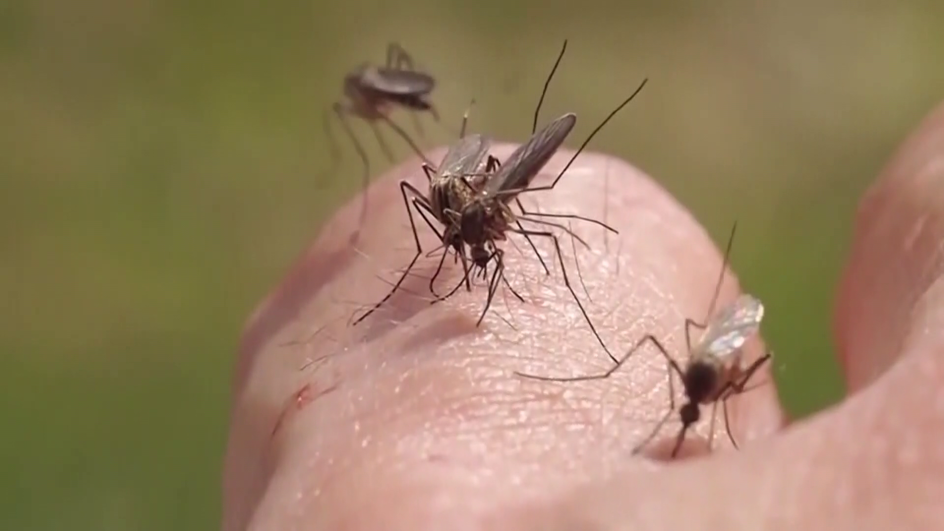 Почему укус комара. Мошки кровососущие мокрецы. Муха комар.