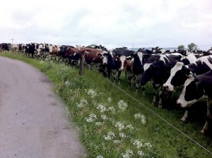 69-cows-disapeared