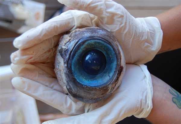 Giant ‘mystery eyeball’ discovered on South Florida beach