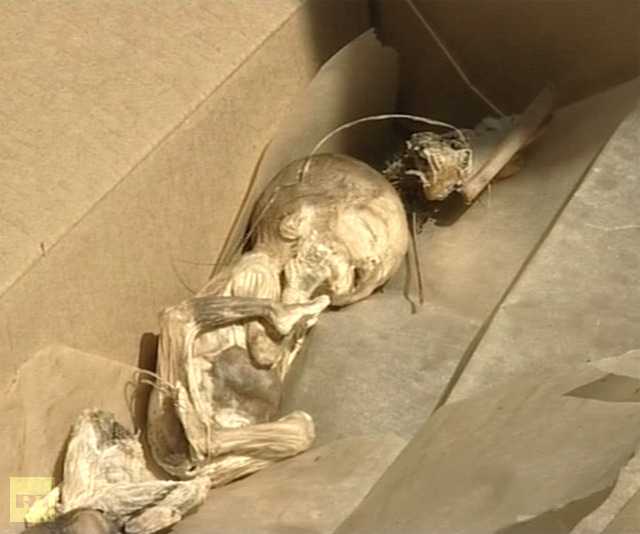Shocking: 248 human embryos discovered trashed in Russian forest
