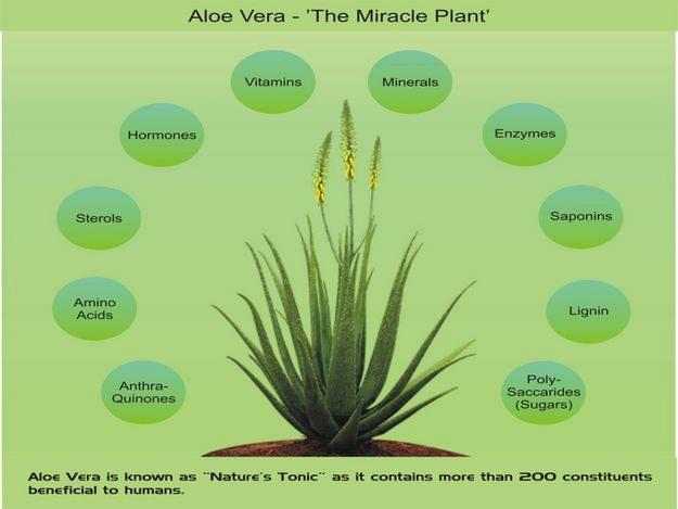 Aloe Vera: The Miracle Plant  USAHM Conspiracy
