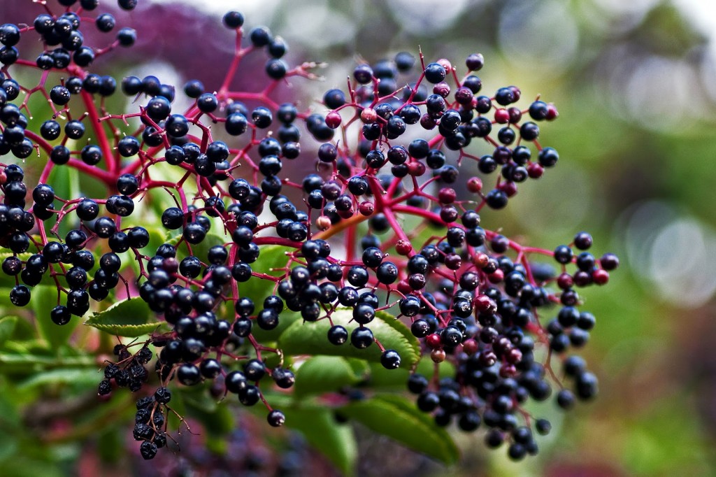 Elderberry Extract: Nature’s “Tamiflu”