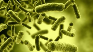 Illustration-of-bacteria-via-Shutterstock