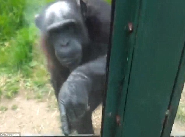 Chimpanzee ‘asks’ zoo visitors to free him