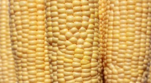 gmo-corn-663x369