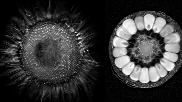Fruits and Vegetables Through an MRI Scanner..