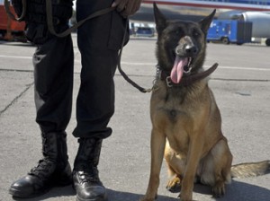 A police dog from Haiti's BLTS K-9 brigade unit patrols the Toussaint Louverture International Airport in Port-au-Prince