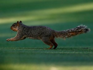The Plague Was Found in a California Squirrel