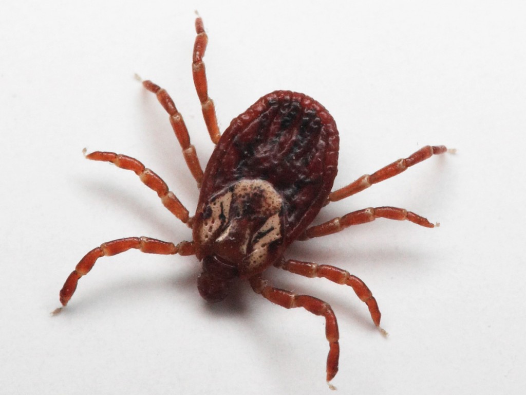 New illness, transmitted by same tick that carries Lyme, is discovered in Northeast